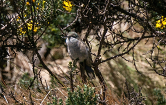 Oreotrochilus chimborazo
