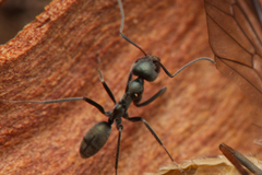 Iridomyrmex mayri