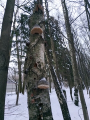 Fomes fomentarius