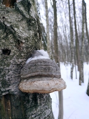 Fomes fomentarius