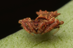 Arkys dilatatus
