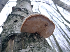 Fomes fomentarius