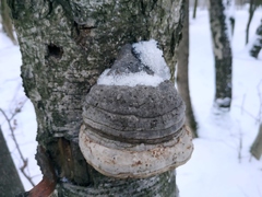 Fomes fomentarius