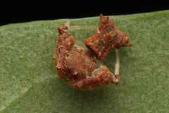 Arkys dilatatus