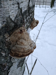 Fomes fomentarius