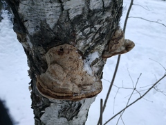 Fomes fomentarius