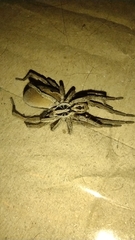 Lycosa erythrognatha