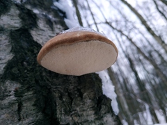 Fomitopsis betulina