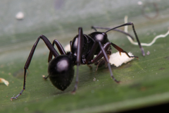 Polyrhachis pilosa