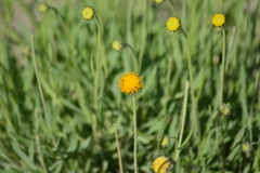 Gaillardia megapotamica