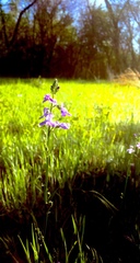 Nuttallanthus texanus