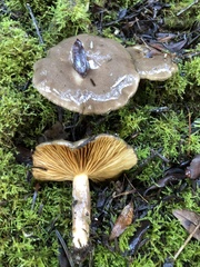 Lactarius pseudomucidus