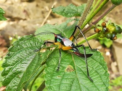 Pterophylla beltrani