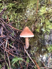 Cortinarius acutus