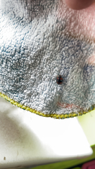 Exochomus quadripustulatus