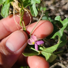 Phaseolus filiformis