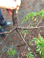 Arceuthobium tsugense tsugense