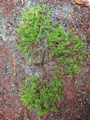 Arceuthobium tsugense tsugense