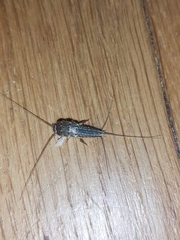 Ctenolepisma lineatum