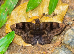 Nisoniades macarius