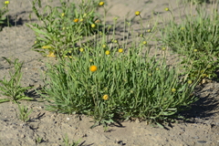 Gaillardia megapotamica