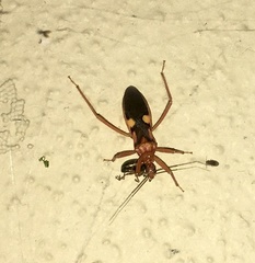 Zelurus fulvomaculatus