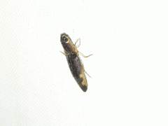 Conoderus semimarginatus