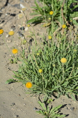 Gaillardia megapotamica