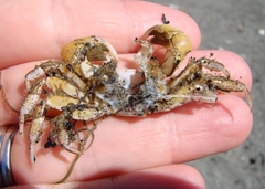Hemigrapsus crenulatus
