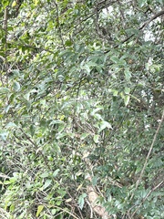 Prunus phaeosticta