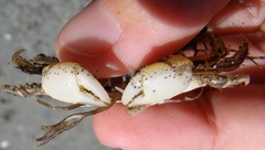 Hemigrapsus crenulatus