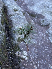 Pseudotsuga macrocarpa