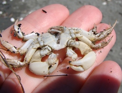 Hemigrapsus crenulatus