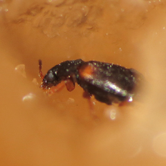 Proteinus basalis