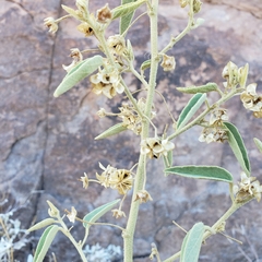 Horsfordia newberryi