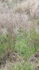 Juncus acutus image