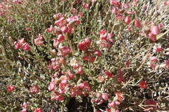 Viviania marifolia
