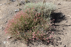 Viviania marifolia