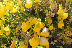 Calceolaria hypericina