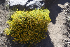 Calceolaria hypericina