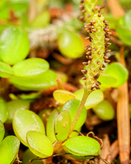Peperomia catharinae