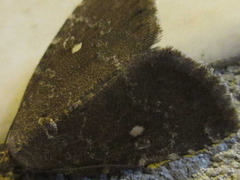 Amyna stellata