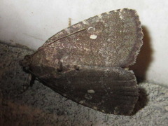 Amyna stellata