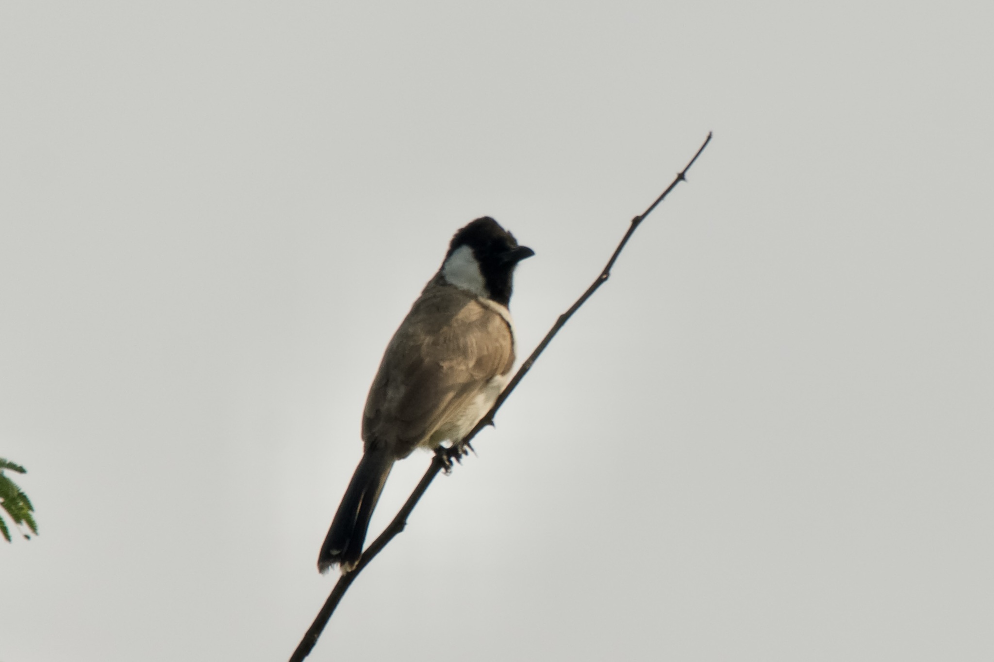 White-eared Bulbul (Pycnonotus leucotis)
