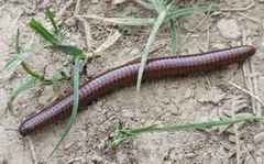 Pachyiulus hungaricus