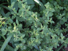 Acanthospermum hispidum