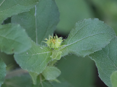 Acanthospermum hispidum