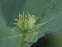 Acanthospermum hispidum