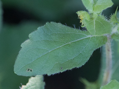 Acanthospermum hispidum