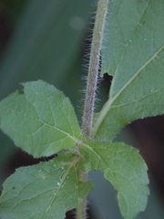 Acanthospermum hispidum